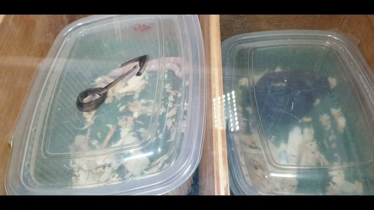 ☆☆☆《 Alfalfa Guillena》, la nabe de los animales.☆☆☆