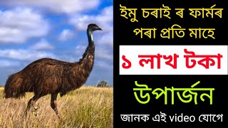 Emu farm in Assam | Emu bird | emu farming in assam | how to start emu farm in assam| NG Motivation