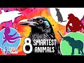 Animal Intelligence and Tool Use