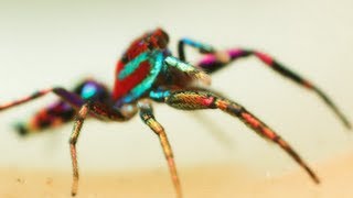 Curiosidades de la Naturaleza Colores @OxlackCastro