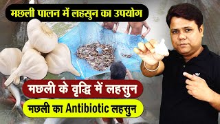 मछली पालन में लहसुन का प्रयोग कैसे और क्यों करते हैं- How to use garlic in fish farming in India