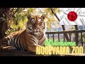 Nogeyama Zoological Gardens in Yokohama 2018 | 野毛山動物園 の動画、YouTube動画。