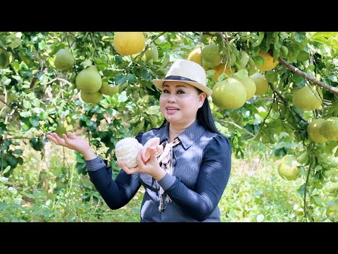 AGRICULTURE: Grapefruit  in Takeo  Eps. 03