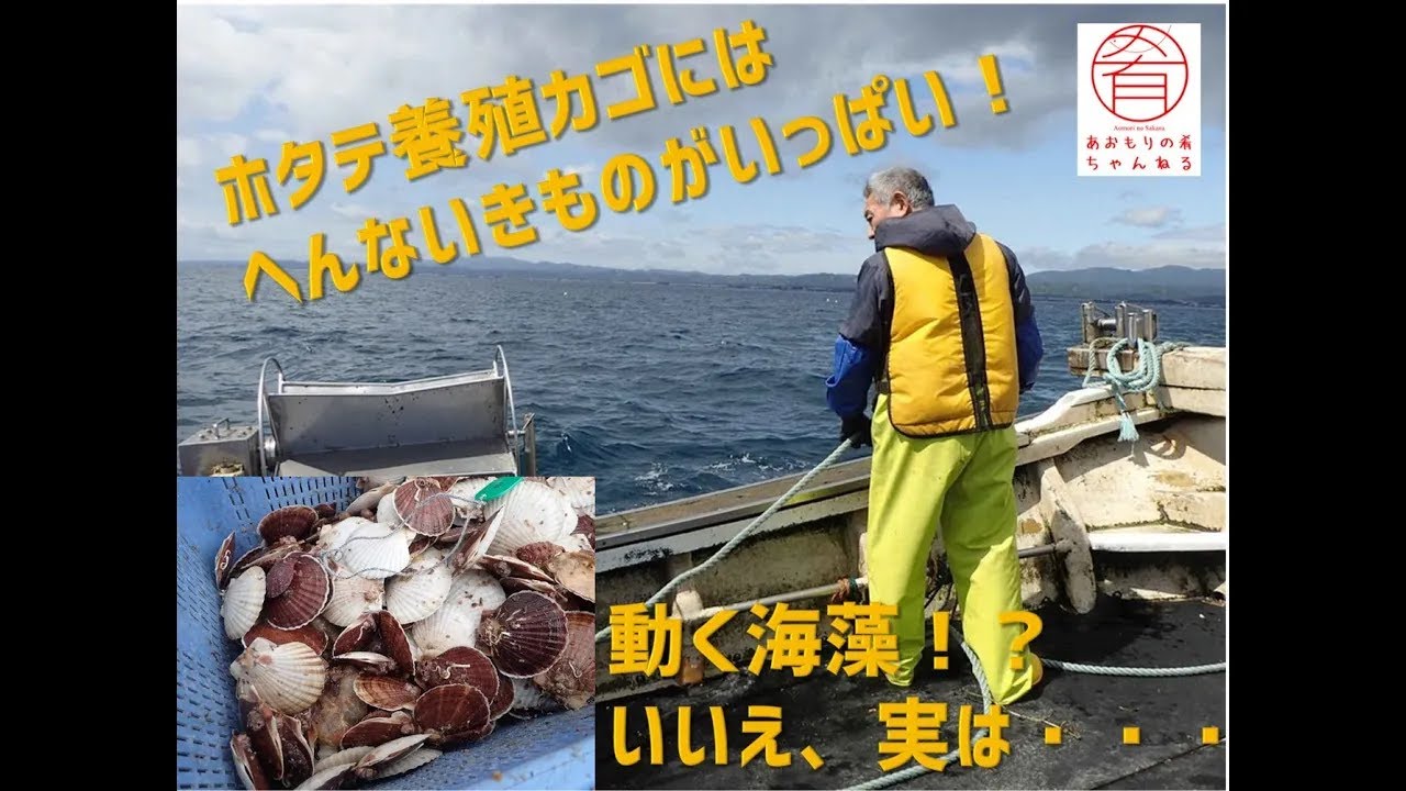 ホタテ養殖籠に付着するへんないきもの こいつ・・・動くぞ 