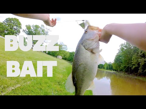 BIG BUZZBAIT BASS  | Topwater Pond Fishing