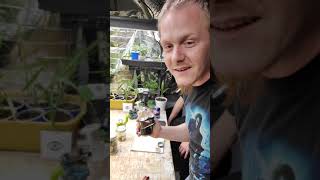 Strain Review: Lucky Charms( Shugar wax ) Made by Summit Concentrates