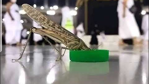 الصفحة الأولى من سورة الأعراف تلاوة الطالب أسامة بن تركية وفقه الله