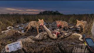 The Pet That Ate the Everglades
