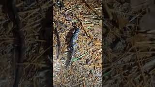 Spotted salamander making way to vernal pool