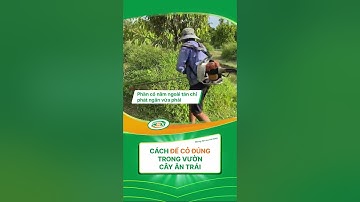 Kỹ thuật để cỏ đúng trong vườn cây ăn trái #lamnong #nôngnghiệpsạch