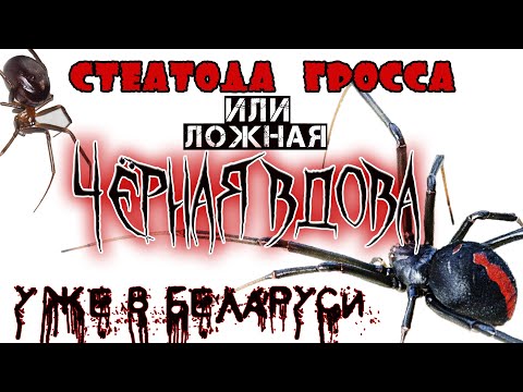 СТЕАТОДА ГРОССА или ложная ЧЁРНАЯ ВДОВА у  меня дома!