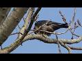 Peregrine falcon and bald eagle at Brunswick Point Delta bc canada 2026 01 24