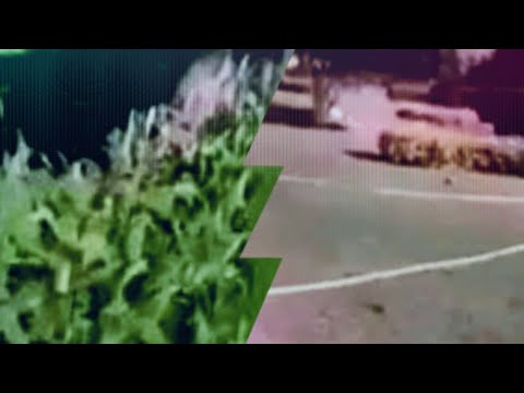 جمال الحدائق منظر طبيعي تصويري......The beauty of gardens landscape photography