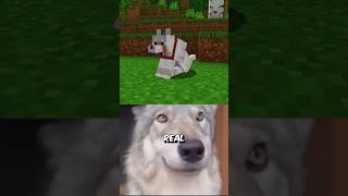 LOBOS DE MINECRAFT EN LA VIDA REAL