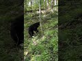 Bear in the smokies