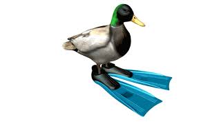 duck