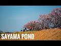 狭山池の桜 2026 Osaka Walk - Cherry Blossoms at Sayama Pond 4K HDR CONTAX 28-70 F3.5-4.5
