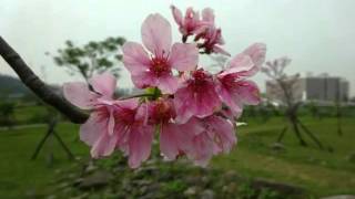1050330昭和櫻