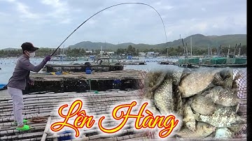 VUONG LT VLOG | Ngày trở lại phú dương câu trúng ổ cá giò