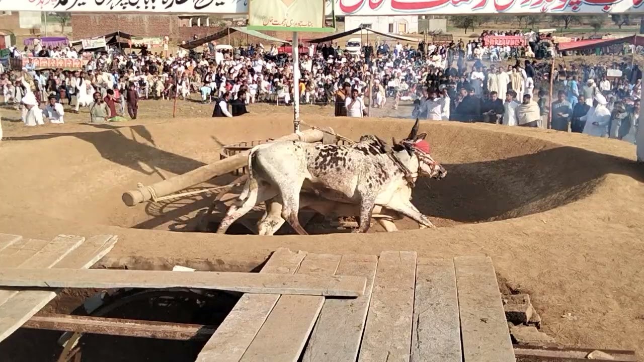 23 فروری اکھاڑہ بیل کنتریلی دوسری پوزیشن چوہدری نزیر احمد مرحوم ڈیرہ دوغلاں داند لشکارہ 200/75 پھیرے