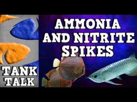 ammonia and nitrite spikes