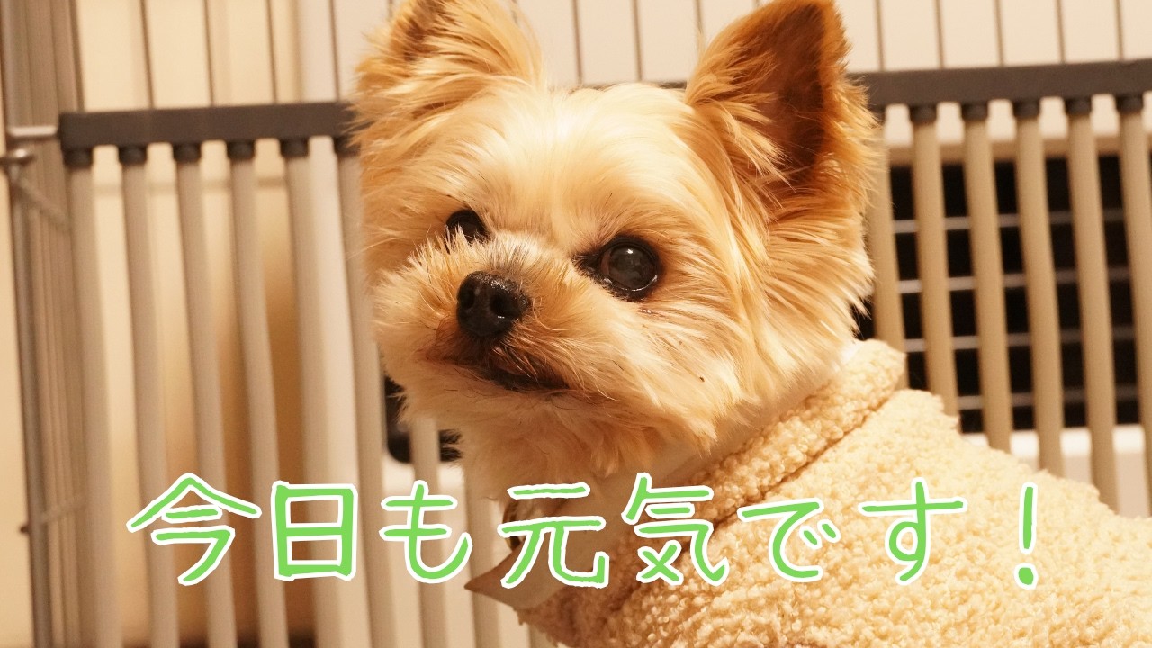 【報告】病院で検査しましたが問題なく元気でした！