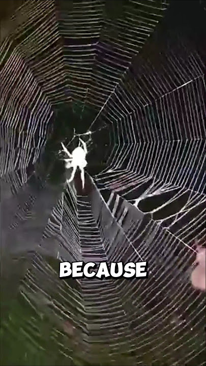Why Spiders Eat Their Own Web! 😱🕷️