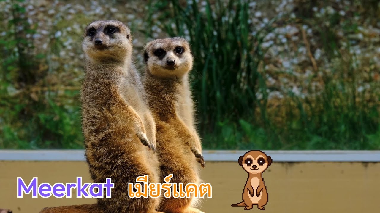 คำศัพท์สัตว์ (part6) นก และสัตว์แปลกอื่น ๆ ภาษาอังกฤษ-ไทย พร้อมวิดีโอภาพจริง และการ์ตูนแนวพิกเซล