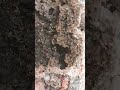 Ant video #2025 #camera #viralvideo #reels #ant #trending #amazing insect@2025