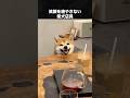 笑顔が素敵な柴犬店員 #柴犬 #動物