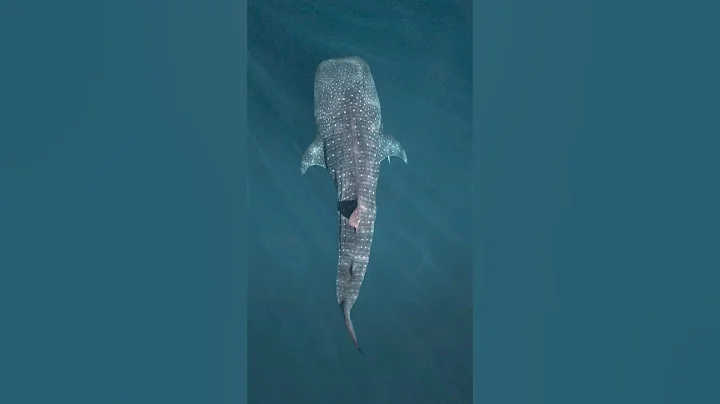 How nuclear bombs tell us how old whale sharks are