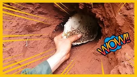 Bắt Ong Mật Trong Hang Đất - Tổ Ong Khó Đào Nhất Năm | Ròm Ca Vlogs