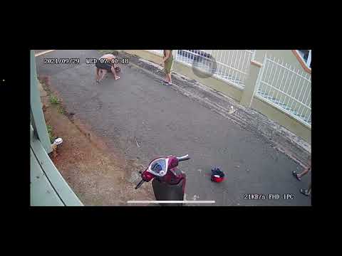 Video Hiểm hoả khi nuôi dòng chó pitbull . Câu chuyện đau... - youtube