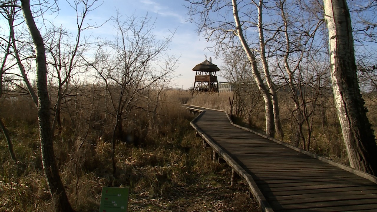 A természetvédelmi fejlesztések hatása a városban
