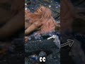 Shakira Shocked After Seeing Rat Runnin Past Her In Music Video #shorts #shakira #funny  #musicvideo