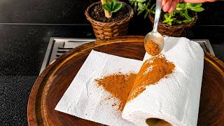 Throw Cinnamon on a Paper Towel and See What Happens