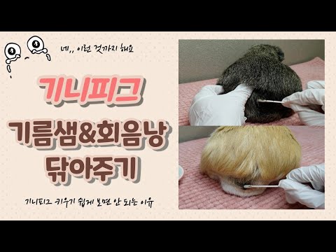 (SUB)기니피그 기름샘, 회음낭 알고 계신가요? | 수컷 기름샘, 회음낭 닦기 | Guinea pig Boar cleaning (Perineal Sac&Grease Gland)