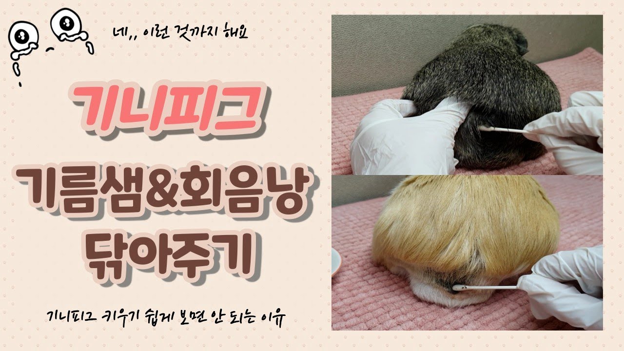 (SUB)기니피그 기름샘, 회음낭 알고 계신가요? 수컷 기름샘, 회음낭 닦기 Guinea pig Boar cleaning