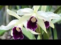 Siêu phẩm cat Mỹ zl 0989214119#hoalannhuy#hoalan#cattleya