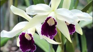 Siêu phẩm cat Mỹ zl 0989214119#hoalannhuy#hoalan#cattleya 