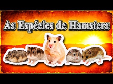 Vídeo: Hamster cinza: descrição e características da espécie