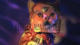 Anıl Emre Daldal - Kediler Nankör Değil Resimi