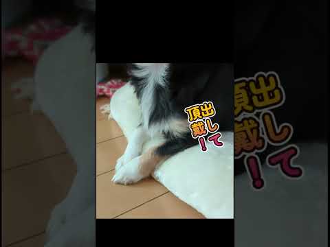 【ロングコートチワワ子犬】ペット用食器マットが！無残なことに！#Shorts