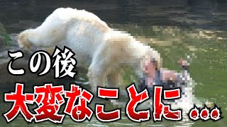 【ゆっくり解説】これは恐ろしい...動物に襲われて悲劇に遭った人たち