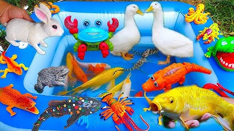 Tổng Hợp Thỏ Vlog Khám Phá Các Con Vật Đang Chơi Ngoài Vườn Nhà, Con Cá Sấu, Con Vịt Con