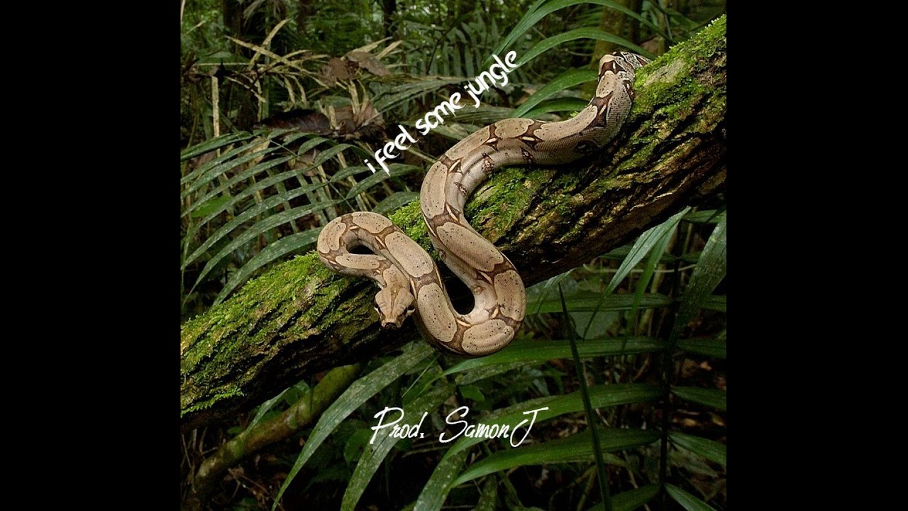 змеи борнео. джунгли змей. пальмовая гадюка. змеи экваториальных лесов африки. питон в джунглях.