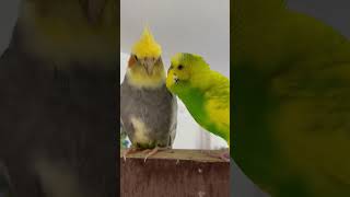البادجي و الكوكتيل مضحك #parrot #talkingparot #كوكتيل #ببغاء