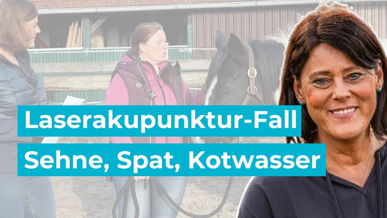 Laserakupunktur-Fall: Sehne, Spat, Kotwasser