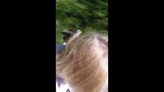 Bird stealing hair for nest