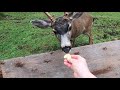 HAND FEEDING WILD DEER !!